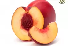 کاشت | کاشت نهال | نکات مهم