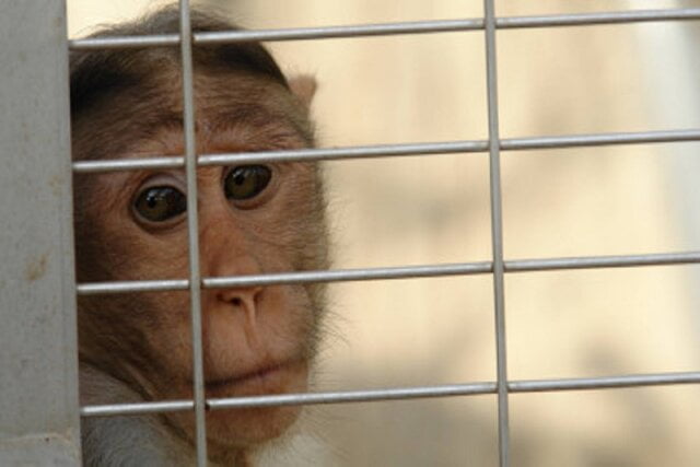 بیانیه کمپین ایلانا ماسکا در مورد شکنجه میمون ها