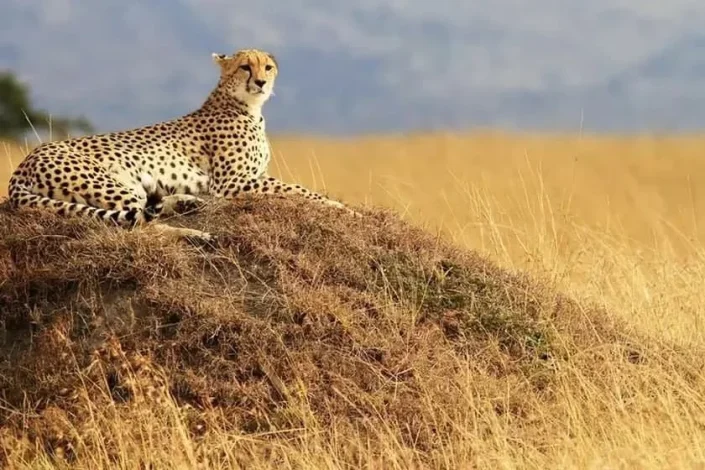 جنگل