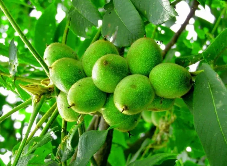 بهترین نوع درخت گردو برای مناطق سردسیر