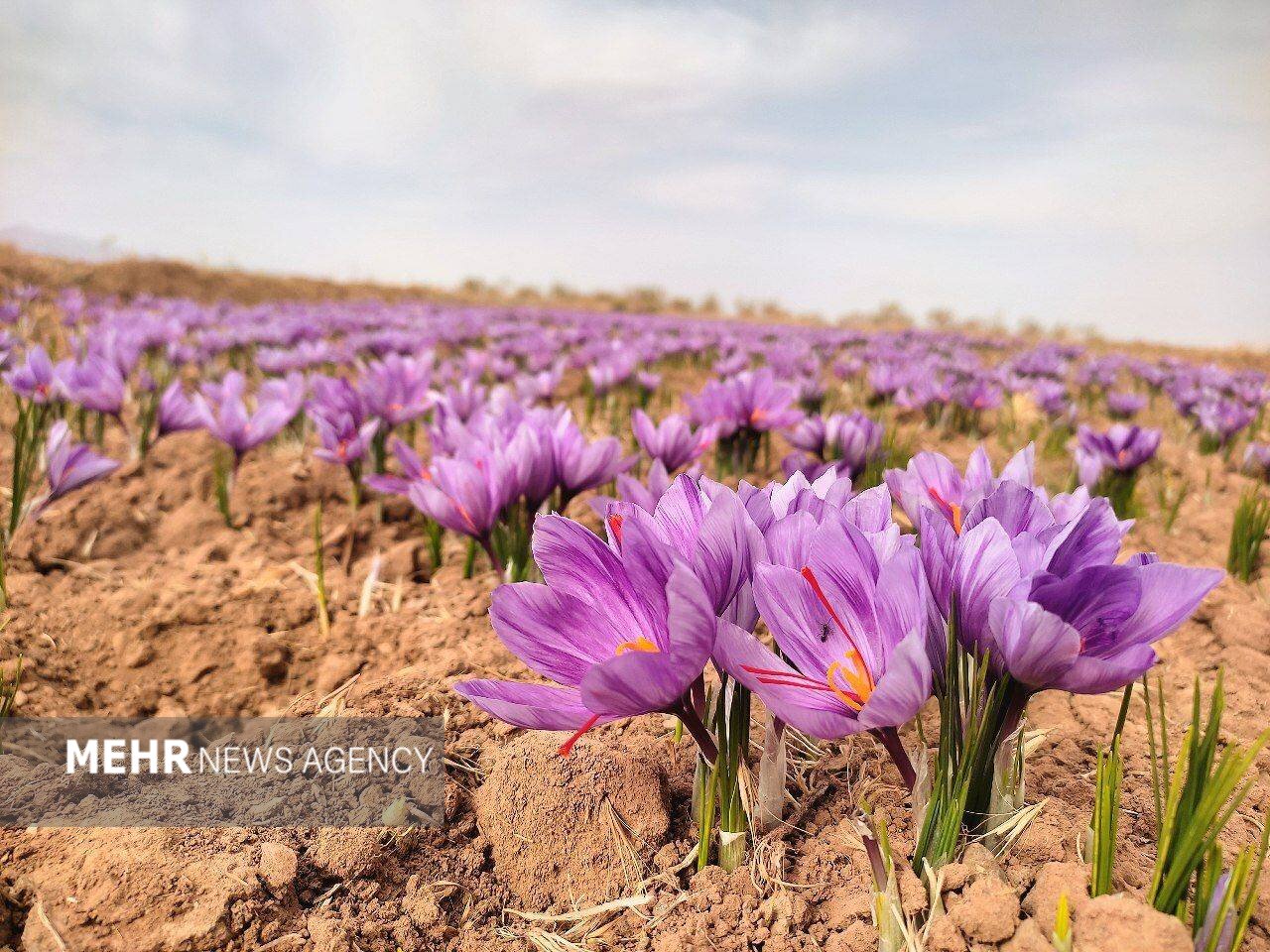 ۷۵۰هکتار در یزد زیر کشت زعفران است/برداشت ۵.۵ کیلو محصول در هکتار - خبرگزاری مهر | اخبار ایران و جهان