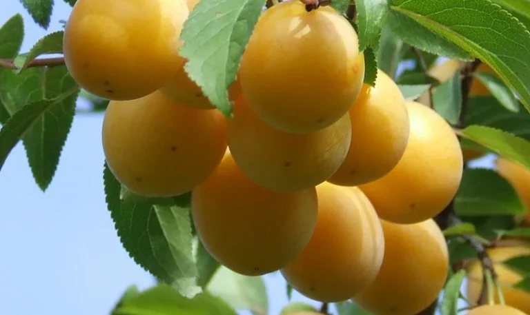 هرس درخت آلو قطره طلا