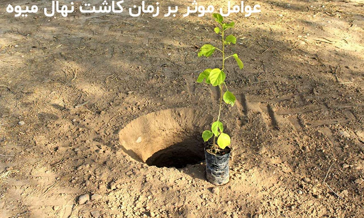 بهترین فصل نهال کاری