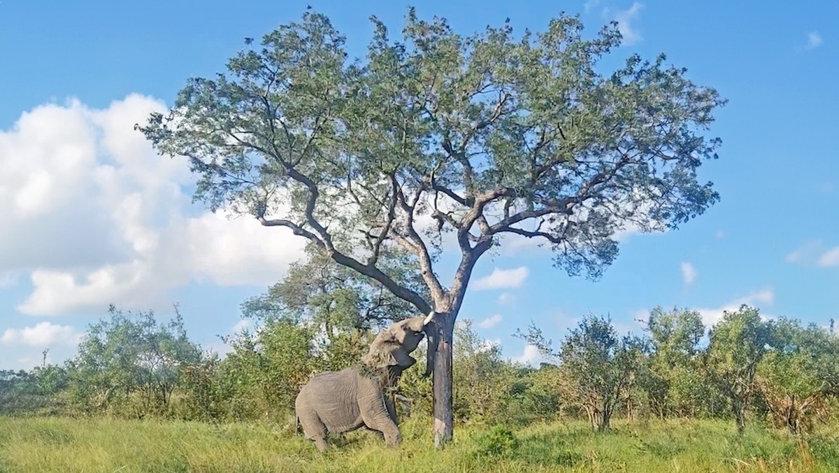 فیلم| قدرت فیل در سرنگون کردن یک درخت
